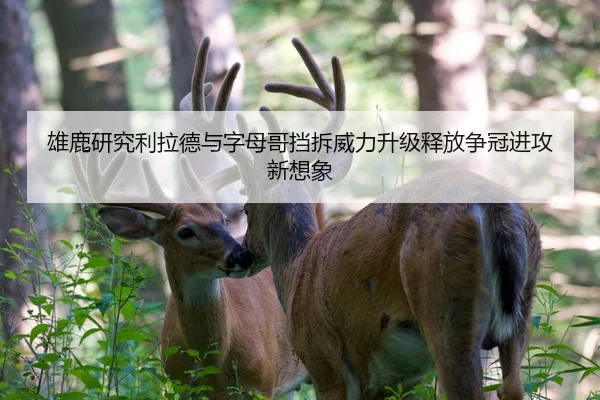 雄鹿研究利拉德与字母哥挡拆威力升级释放争冠进攻新想象